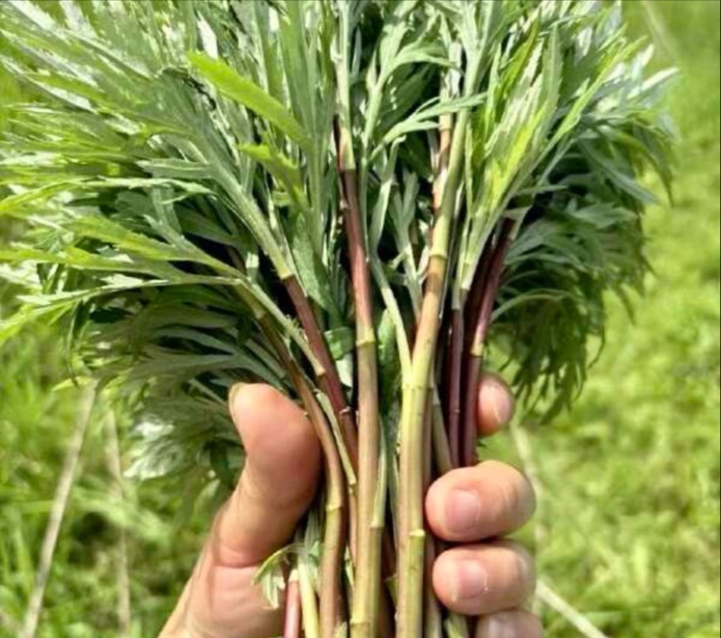 野生藜蒿