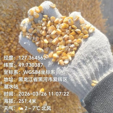 2025东北二等粮，长期货源充足，国储粮库2130玉米粒