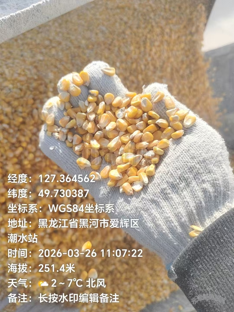 2025东北二等粮，长期货源充足，国储粮库2130玉米粒