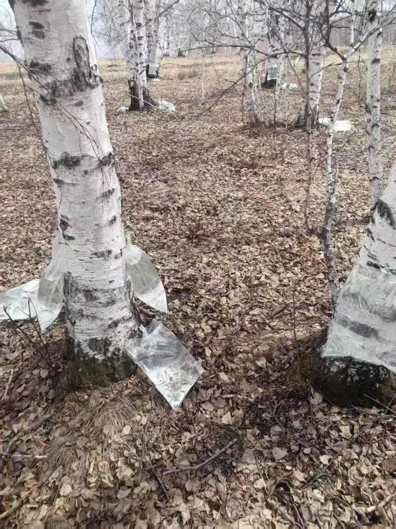桦树汁源头出售