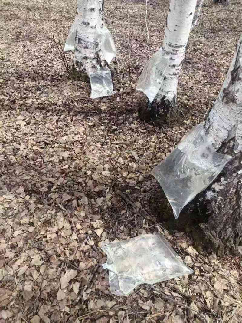 桦树汁源头出售