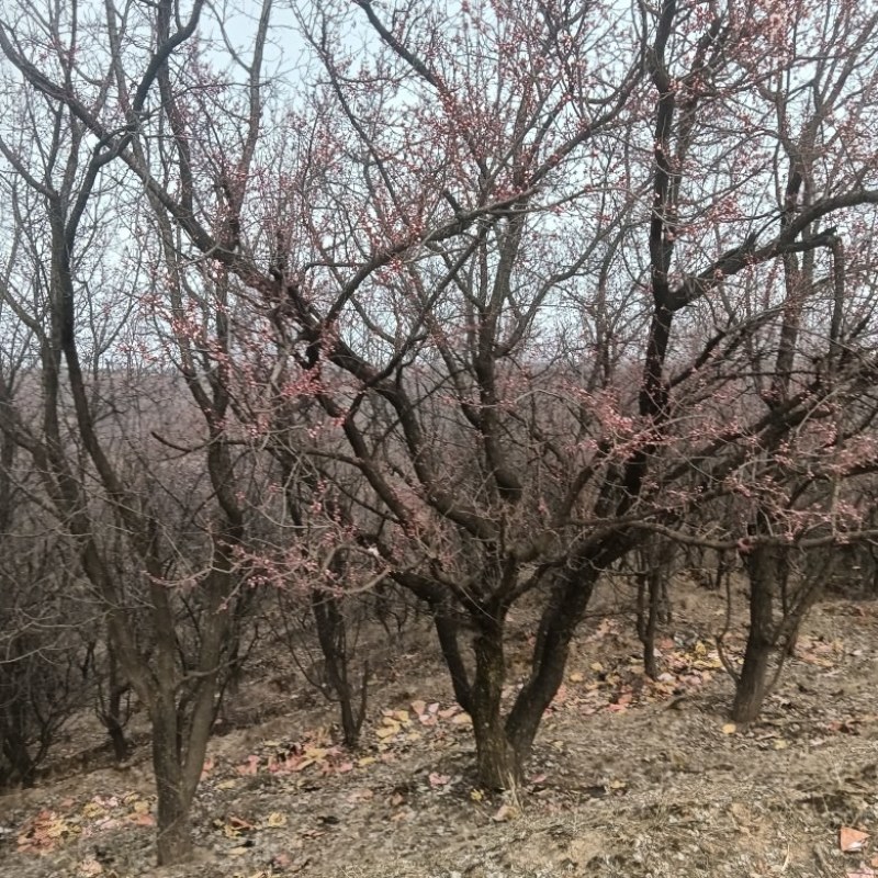 大量销售山野杏树