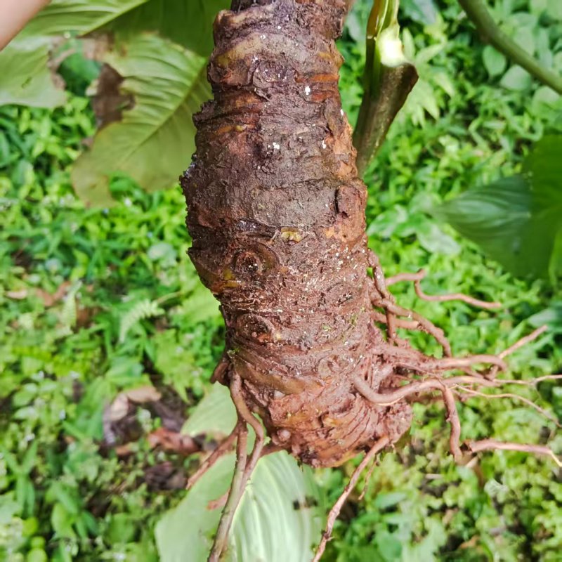 【药用大黄】普洱产地，人有大量制作中药材的野生大黄