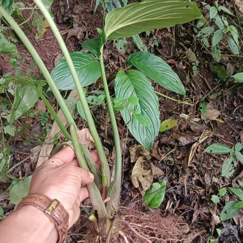 【药用大黄】普洱产地，人有大量制作中药材的野生大黄