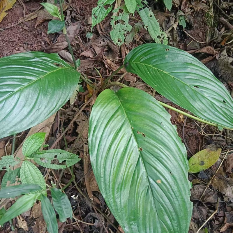 【药用大黄】普洱产地，人有大量制作中药材的野生大黄