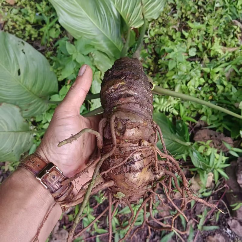 【药用大黄】普洱产地，人有大量制作中药材的野生大黄