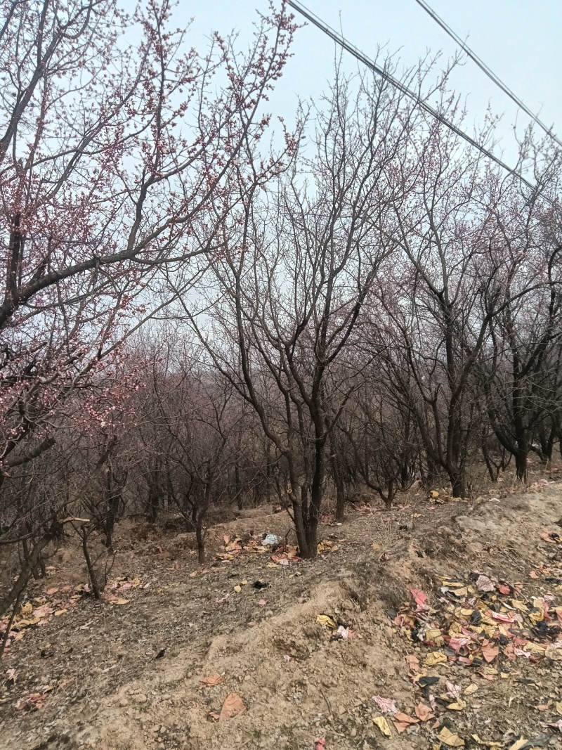 大量销售山野杏树