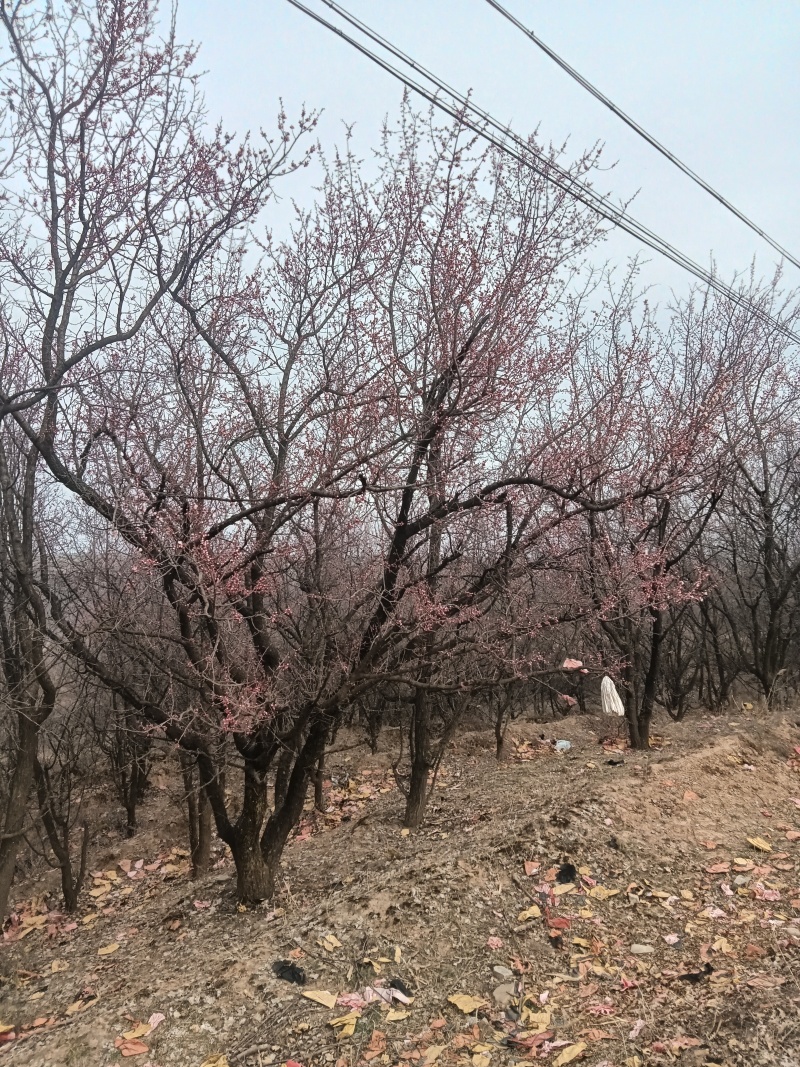 大量销售山野杏树