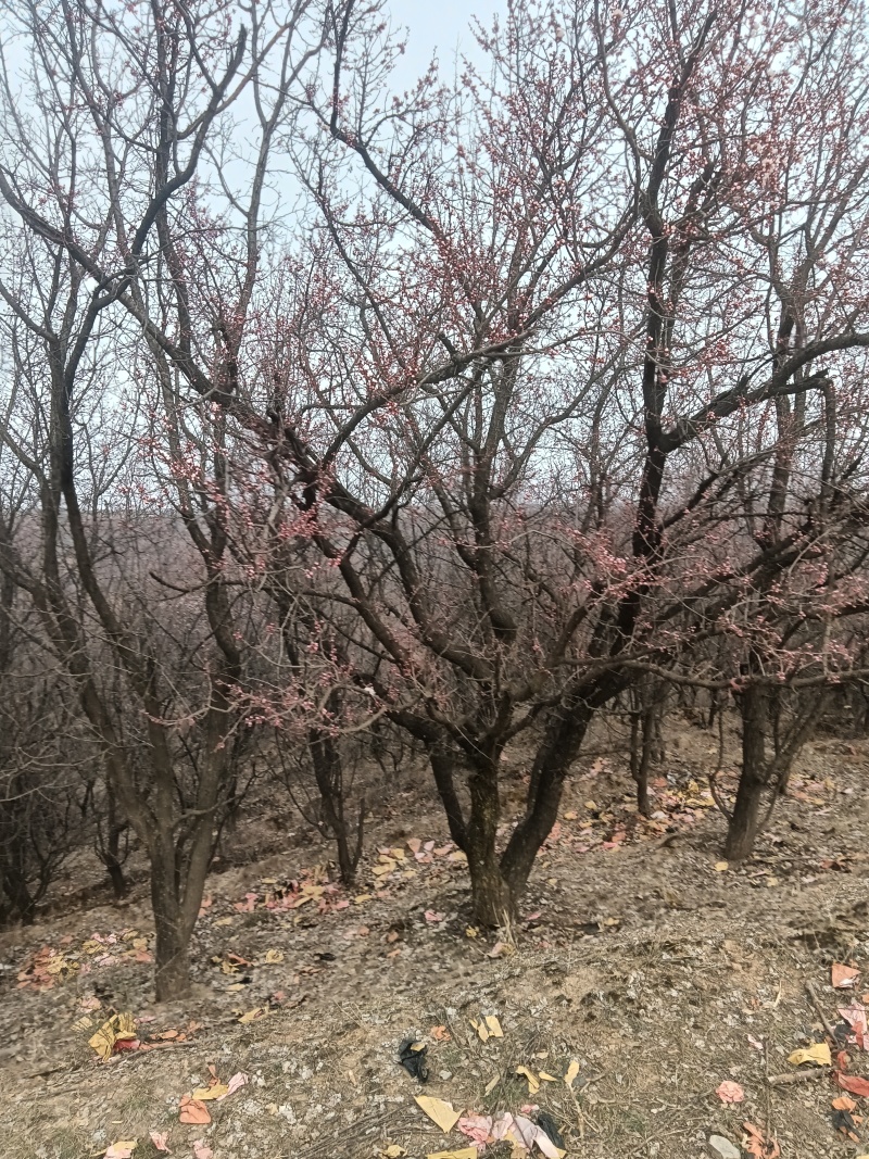 大量销售山野杏树