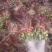红香椿头茬一手货源大量供应市场