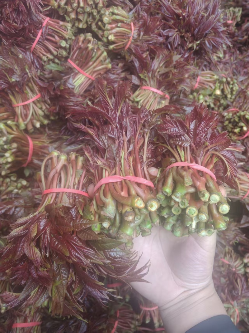 红香椿头茬一手货源大量供应市场