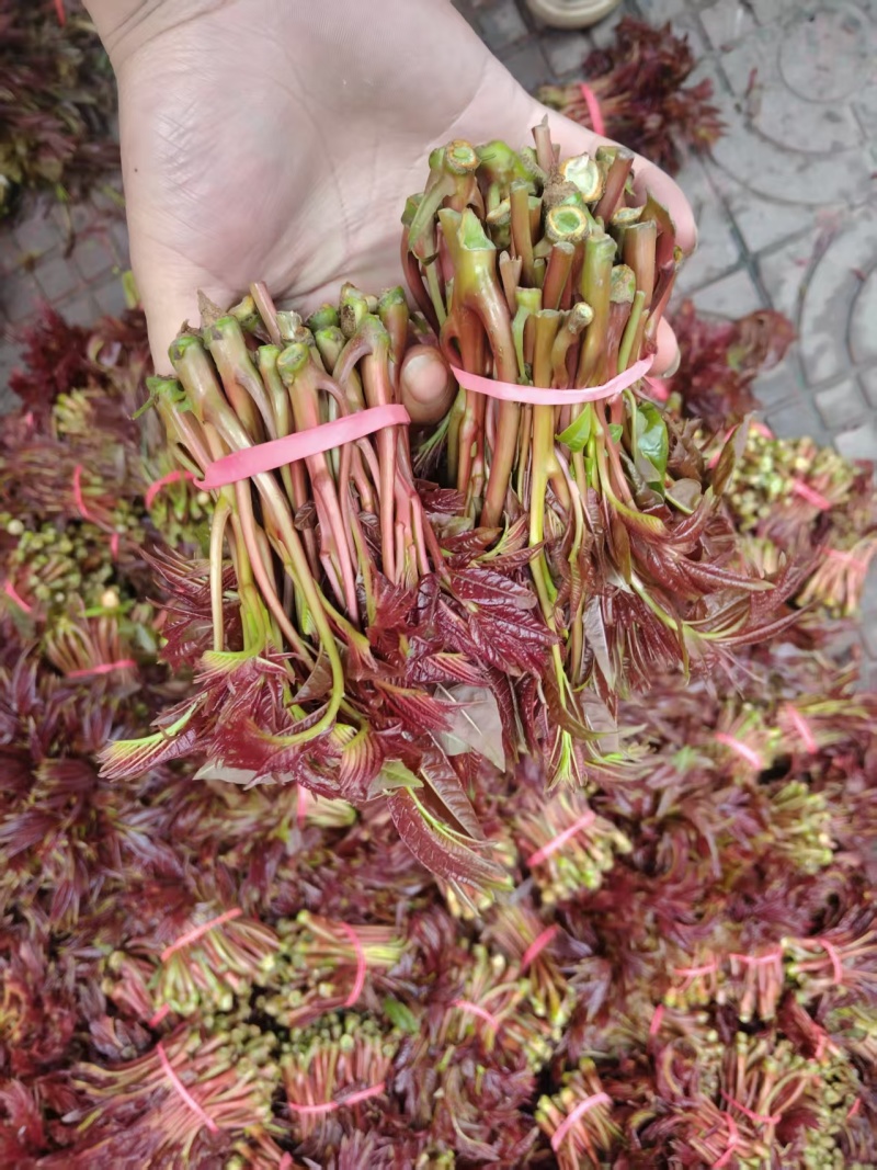 红香椿头茬一手货源大量供应市场