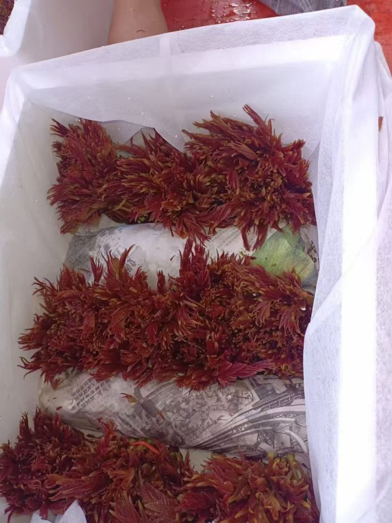 红香椿头茬一手货源大量供应市场