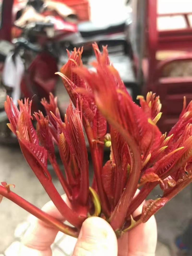 红香椿头茬一手货源大量供应市场