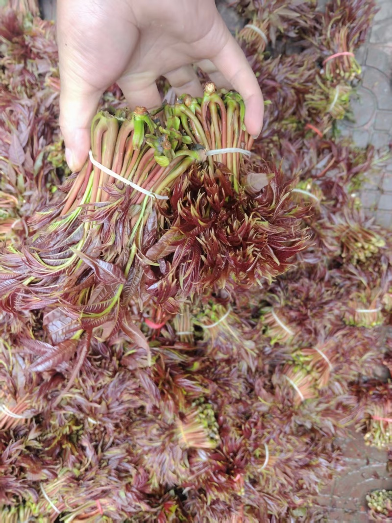 红香椿头茬一手货源大量供应市场