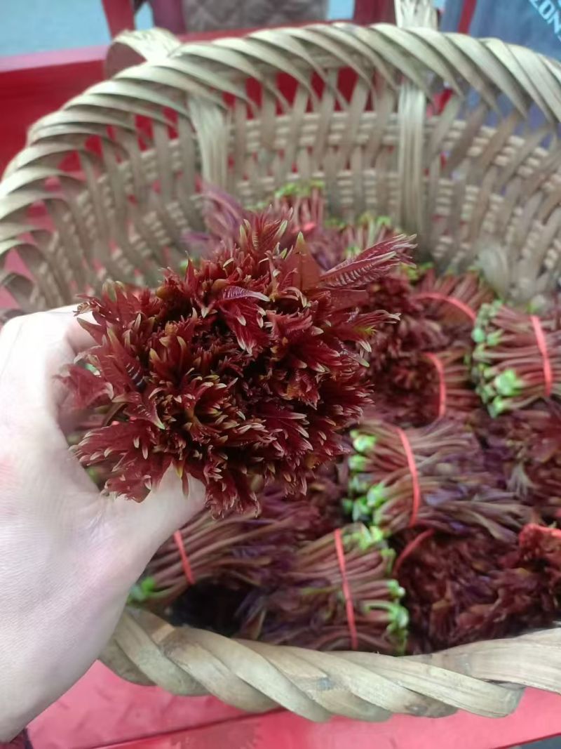 红香椿头茬一手货源大量供应市场