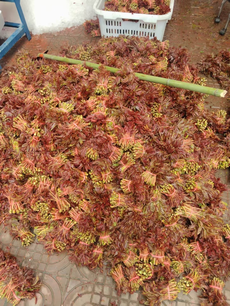 红香椿头茬一手货源大量供应市场