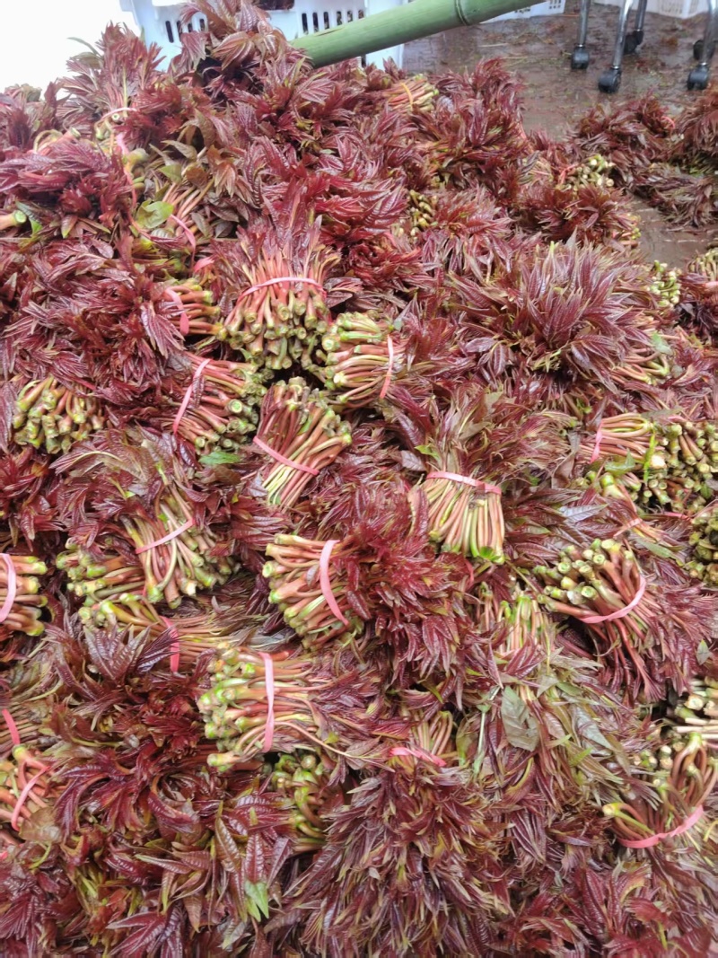 红香椿头茬一手货源大量供应市场