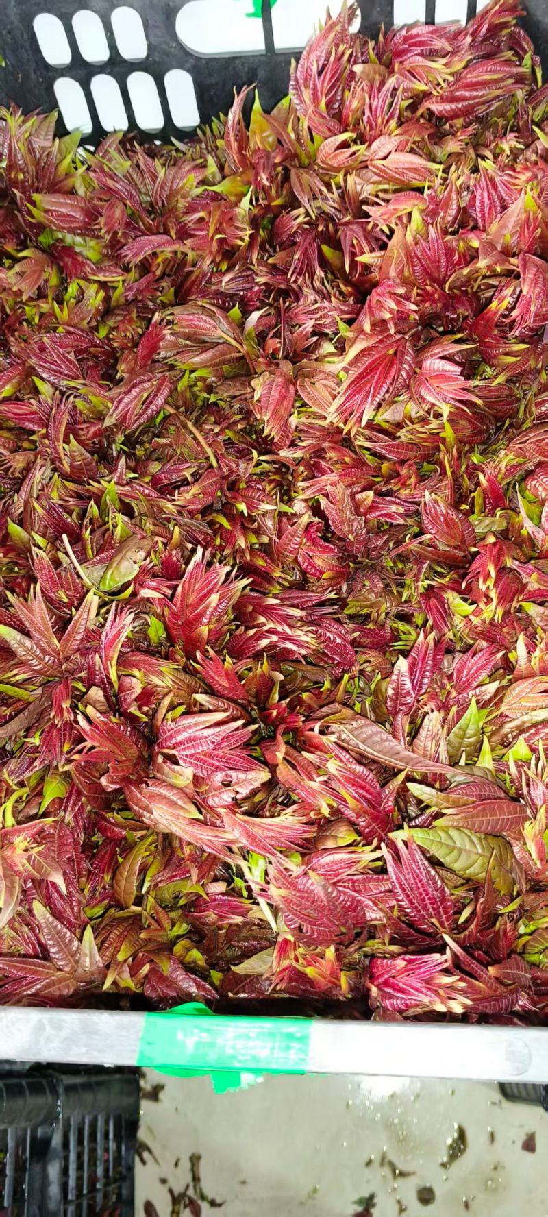 红香椿头茬一手货源大量供应市场