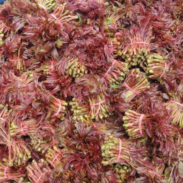 红香椿头茬一手货源大量供应市场