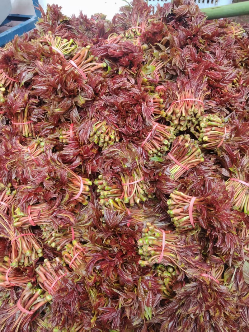 红香椿头茬一手货源大量供应市场