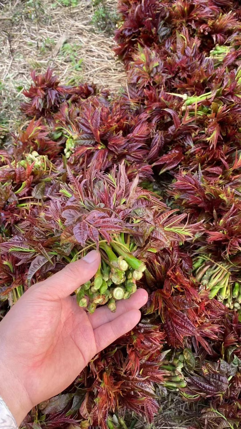 红香椿头茬一手货源大量供应市场