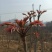 露天香椿芽