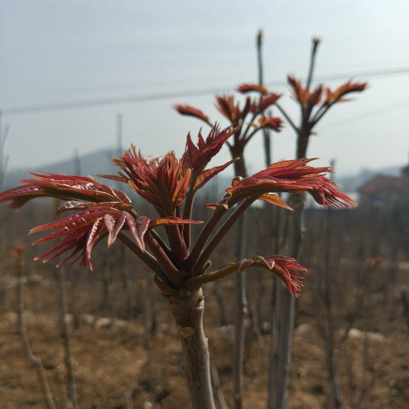露天香椿芽