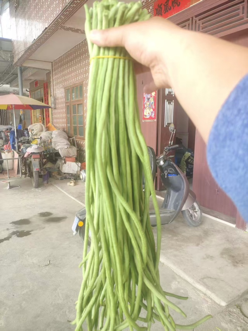 【青条豆角】产地直销量大质优价格优惠欢迎咨询采购
