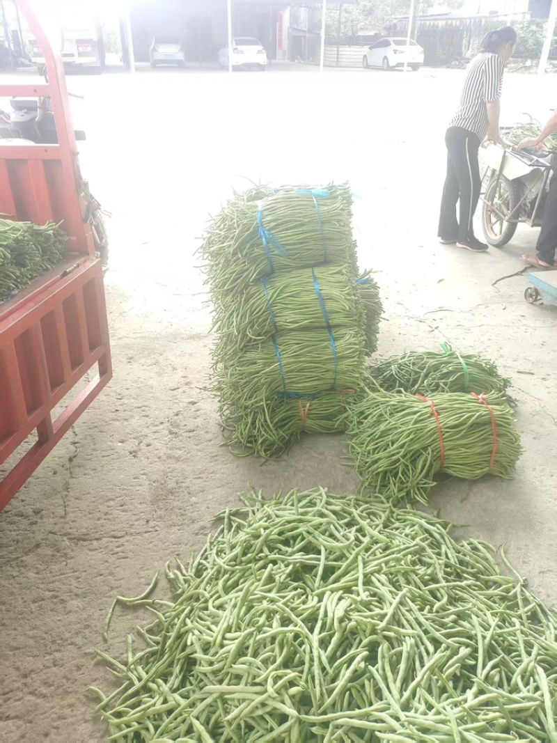 【青条豆角】产地直销量大质优价格优惠欢迎咨询采购