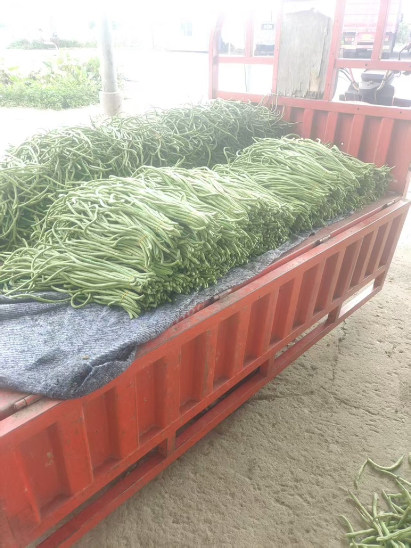 【青条豆角】产地直销量大质优价格优惠欢迎咨询采购