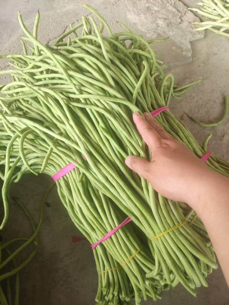 【青条豆角】产地直销量大质优价格优惠欢迎咨询采购