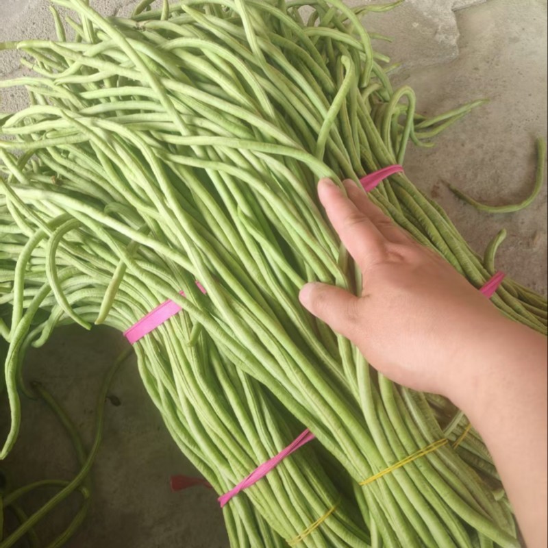 【青条豆角】产地直销量大质优价格优惠欢迎咨询采购