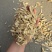黄芪切片瓜子片甘肃黄芪多种规格产地直供