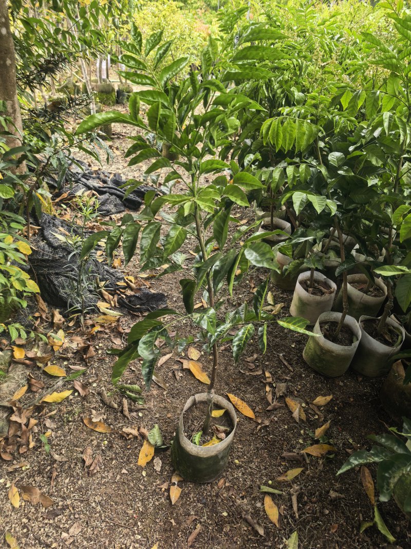 黄皮1-3公分基地直销规格齐全欢迎现场看货