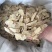 黄芪切片瓜子片甘肃黄芪多种规格产地直供