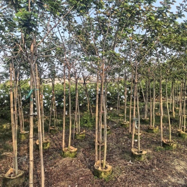 黄槐全冠3-4-5公分大量出售自家基地直线可视频看货