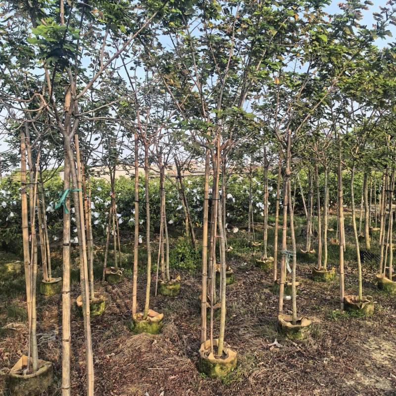 黄槐全冠3-4-5公分大量出售自家基地直线可视频看货
