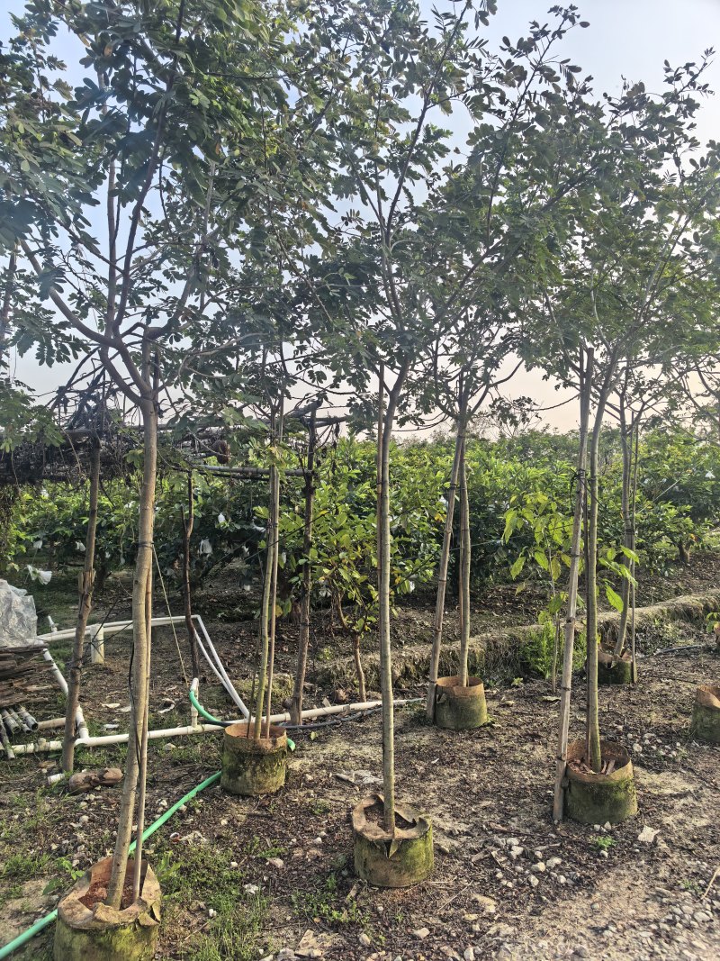 黄槐全冠3-4-5公分大量出售自家基地直线可视频看货