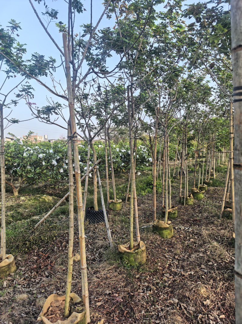 黄槐全冠3-4-5公分大量出售自家基地直线可视频看货