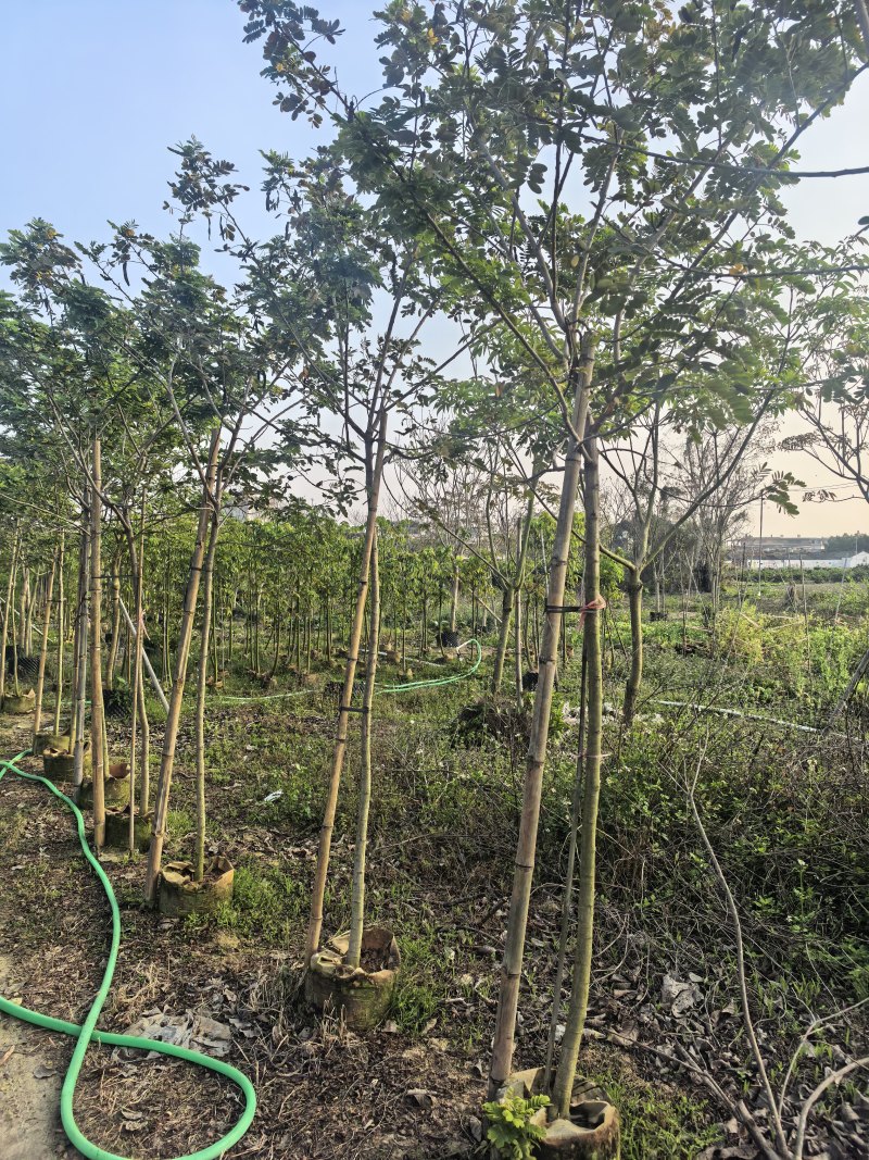 黄槐全冠3-4-5公分大量出售自家基地直线可视频看货