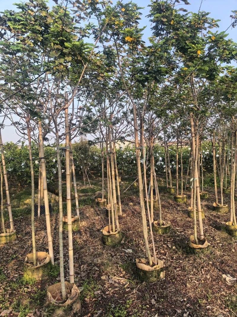 黄槐全冠3-4-5公分大量出售自家基地直线可视频看货