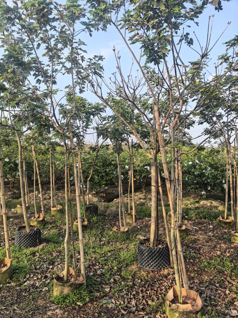 黄槐全冠3-4-5公分大量出售自家基地直线可视频看货