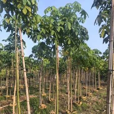 澳洲火焰木3-4公分出售自家基地直销可视频看货