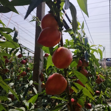 中油油桃4号