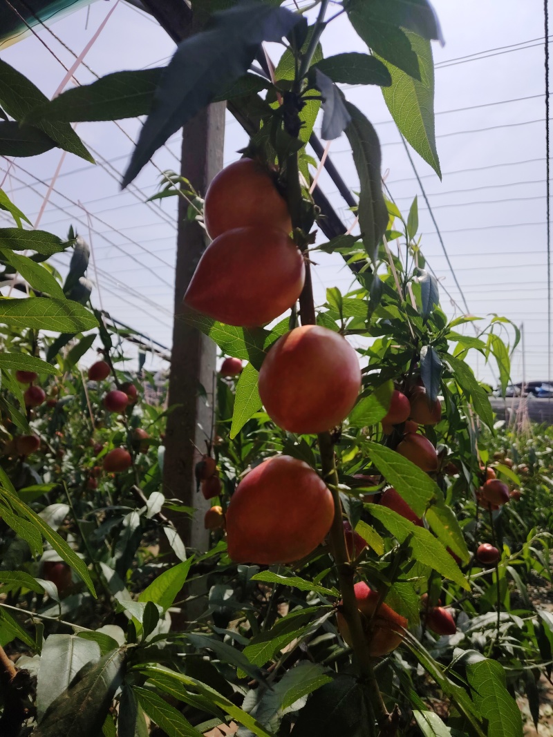 中油油桃4号