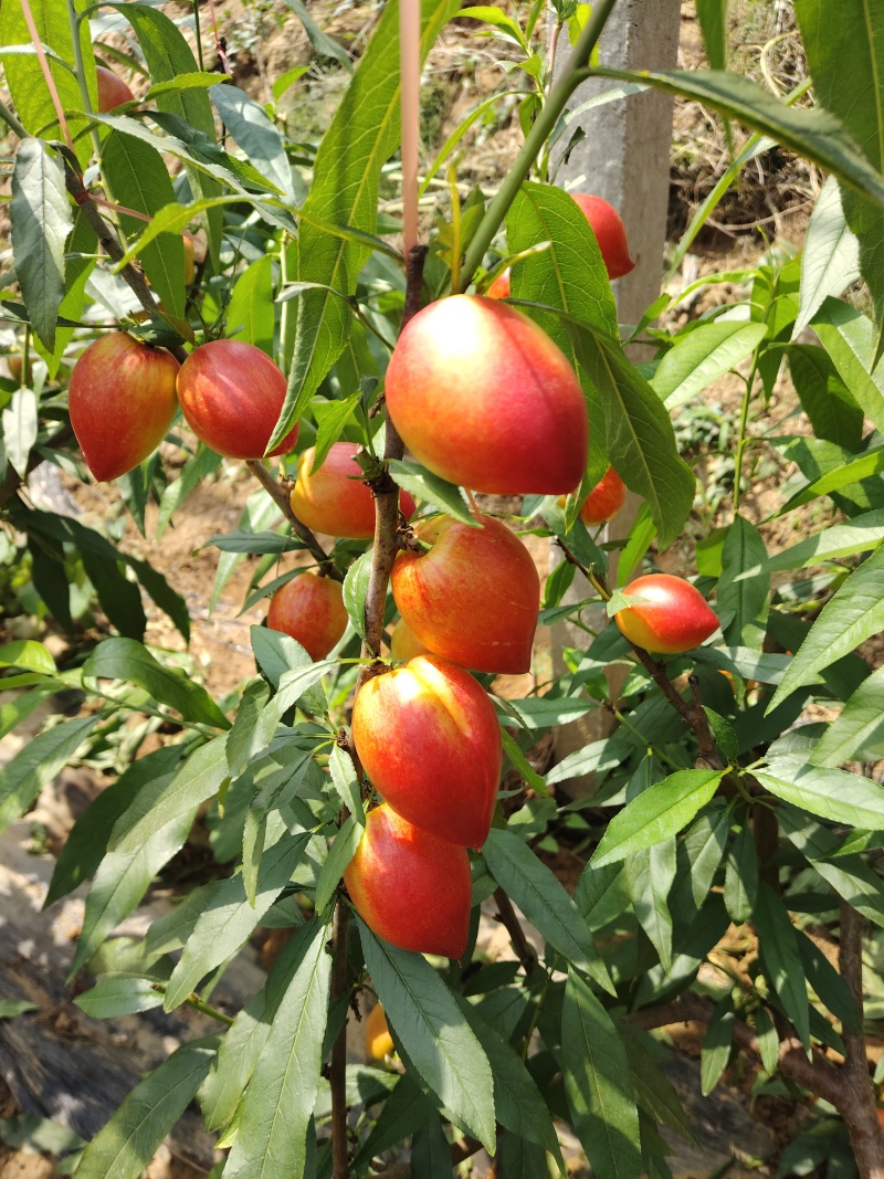中油油桃4号