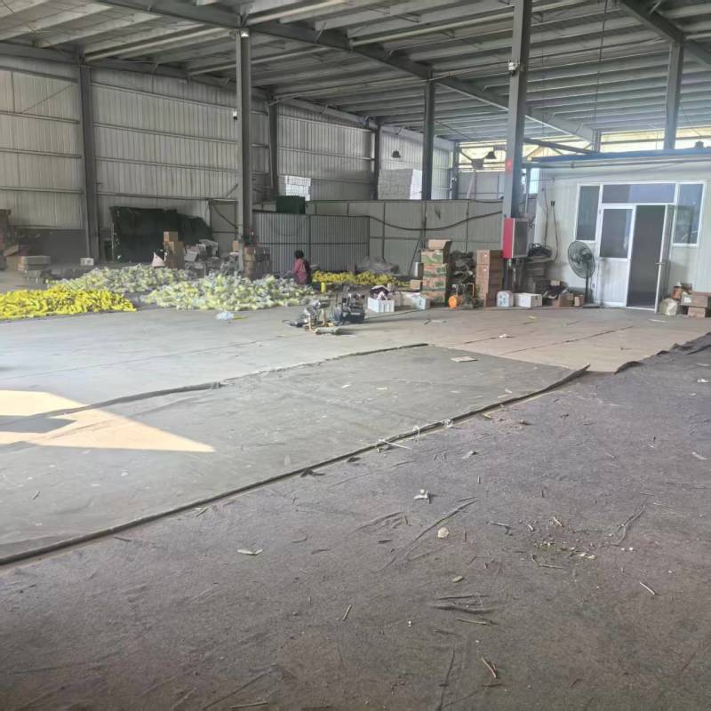 山东潍坊寿光羊角蜜品质保证对接批发商超电商一件代发