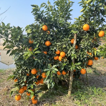 把阳光和甜度装进一颗橙子里️自然成熟，清甜多汁