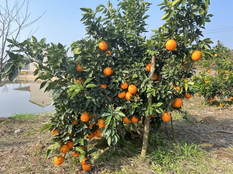 把阳光和甜度装进一颗橙子里️自然成熟，清甜多汁